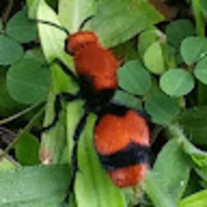 Meet your Posher, George